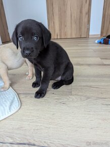 Labrador retriever steniatko - 5