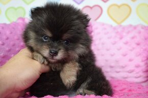 Pomeranian fenka s PP Blue and Tan - 5