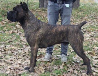 Cane corso 2-psíkovia s PP - 5