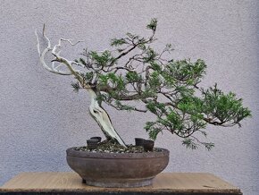 Bonsai / bonsaj - rozne, foto v prilohe, ponuka v texte - 5