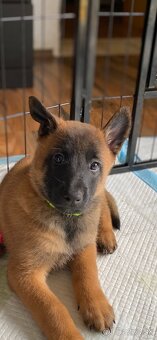 Belgický ovčák Malinois - 5