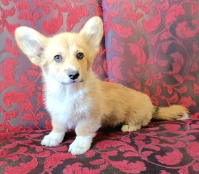 Welsh Corgi Pembroke - 5