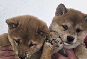 Shiba inu - 5