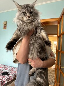 Maine Coon s PP - 5