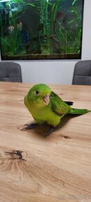 Krotký, ručne dokŕmeny papagáj červenokrídly - 5