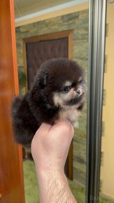 Pomeranian mini Boo - 5