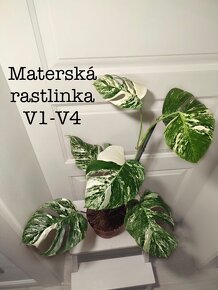 Monstera odrezky - 5