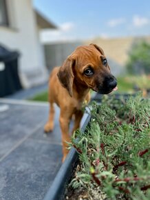 Rhodesian Ridgeback - 5