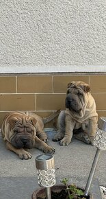 Shar-pei psík ,sarpei, šarpej - 5