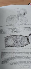 Archebakterie, bakterie, houby, protista - 5