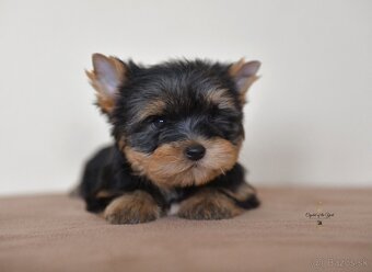 YORKSHIRE TERRIER s PP rodokmenom - 5