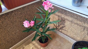 Oleander ružový, plnokvetý - 5