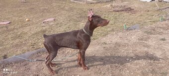 Doberman šteniatko s PP - 5