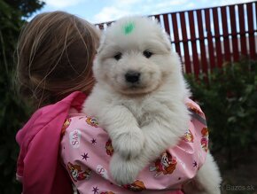 Samojed s PP (FCI) - 5