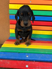 Doberman šteniatka - 5