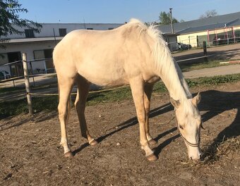 Hobby palomino kobyla na predaj, 8r. - 5