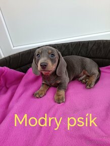 Jazvečík trpaslici cokoladovy, izabela merle, modry - 5