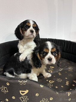 Cavalier King Charles Spaniel,cavalier - 5