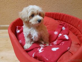 Maltipoo šteniatka. - 5