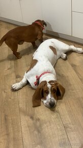 Basset Hound Bicolor - 5