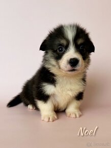 Welsh corgi pembroke. - 5