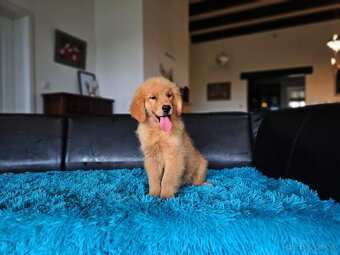 GOLDEN RETRIEVER-zlaty retrivr, zlaty retriever , american G - 5