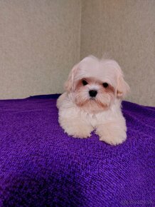 Krásne šteniatka Maltipoo - - 5