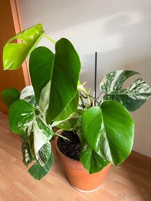 Monstera Albo Variegata 70cm aj s kvetináčom - 5