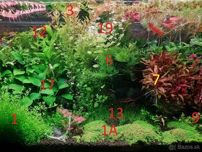 Akvarijne rastliny zo strihania - 5