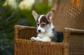 na predaj šteniatka welsh corgi pembroke - 5