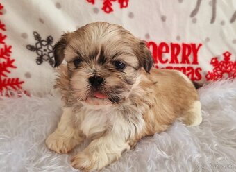 Shih-tzu - 5