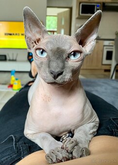 Sphynx - 5