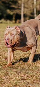 American Bully XL - 5