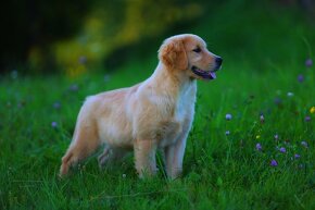 GOLDEN RETRIEVER-zlaty retrivr, zlaty retriever , american G - 5