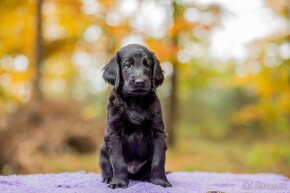 Flat coated retriever - 5