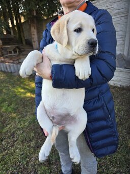 Labrador šteniatko s PP - 5