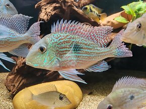 Geophagus Sveni WF - 5