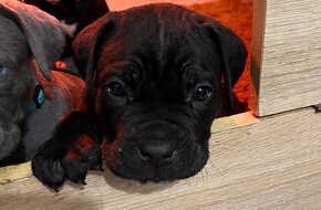 CANE CORSO - šteniatka s PP - 5