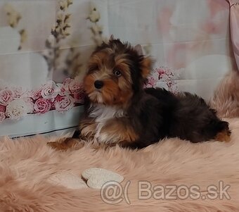 Yorkshire terrier, Yorkshire,York s PP - 5