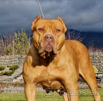 American bully xl - 5