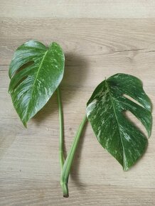 Monstera Albo Variegata - vrchol - 5