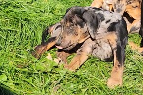 Louisiana Leopard,  Catahoula - 5