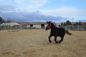 Predám ťažnú kobylu - percheron - 5