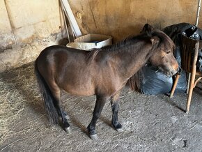 Shetland pony mini horse - 5