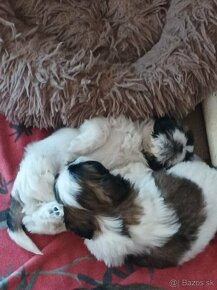 shitzu, shi tzu, šicu - 5