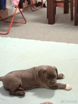 American bully - 5