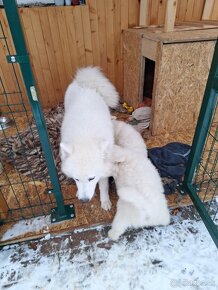 Samojed - 5