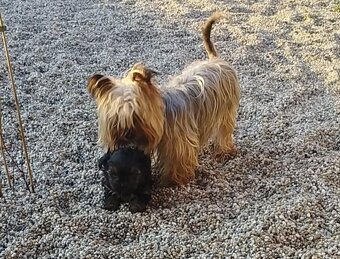 Yorkshire terrier, yorkshirsky terier, york - 5