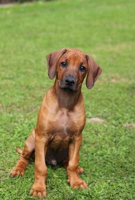 CHS Malumiwanga Rhodesian Ridgeback - 5