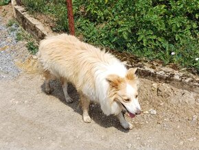 Šteniatka kríženci zlatý retriever (kríženec) a border kólia - 5